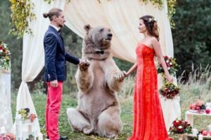 超狂的戰鬥民族夫妻找來一隻大熊見證婚禮，但下一秒新娘就被牠撲倒強吻！