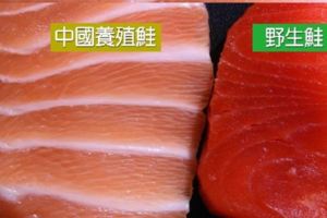 四成「野生鮭」都是「黑心中國鮭」！買鮭魚必學「兩大技巧」以免吃進大量色素、抗生素！