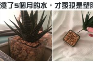 27張不管看幾次「都會害人笑得像瘋子一樣」的超有爆點畫面。