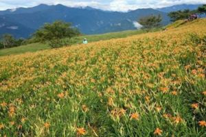 金針花開了！滿山金黃花海等你來打卡