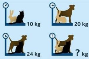 一道超簡單數學題「貓＋狗＋兔＝？公斤」馬上測出你的思考能力怎麼樣！