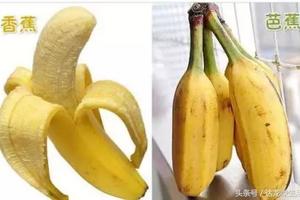 香蕉和芭蕉長得很像，營養卻差很多！！你吃對了嗎？
