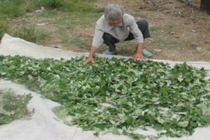 農村一野草，10天逼走膝蓋「滑膜炎」,千人驗證，76歲大爺健步如飛