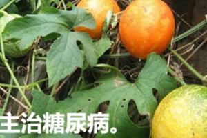 」野瓜「全身是寶根果均可入藥！瓜蔞根降血脂、防動脈硬化、促進細胞生長、防治貧血、抗輻射，常食可提高人體免疫力