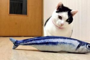 網友給家貓買來魚抱枕，貓咪小心翼翼的聞了聞，然後伸出貓爪...