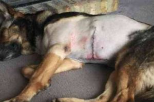 為救戰友英勇警犬被歹徒用長刀刺穿肚子
