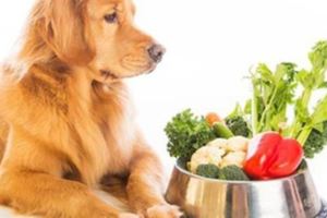 狗狗不能吃的六種蔬菜，你餵食過幾種？