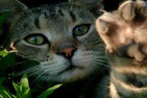 貓咪攻擊時用爪子「扇巴掌」有多厲害？攻擊力分析