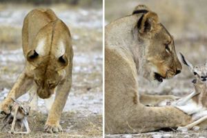 母獅在痛失骨肉之後「領養跳羚寶寶」　攝影師：我看到母獅子一直保護牠