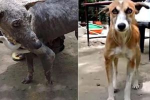 好心人救了一隻「石頭狗」沒想到2個月後它變成小可愛