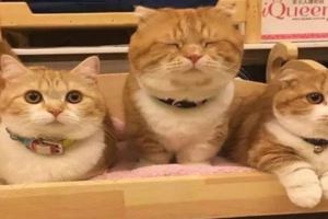 主人曬出家養的三隻橘貓，笑翻一群網友：中間那隻，偷開小灶了吧