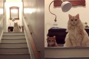 奴才半夜才到家...一開門三隻貓皇「坐在樓梯口怒瞪」，中間霸氣女皇「眼神死」：活膩了吧！