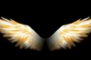 心理學：憑直覺你認為哪雙翅膀飛得最高，測你最近走什麼運？