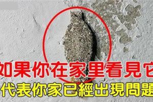 家中的牆角、窗邊、天花板上發現有像水泥塊的東西吊在那裡？如果你在家裡看見牠，就要小心了·