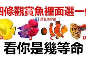 四條觀賞魚裡面你會選哪一條，測試你是幾等命！