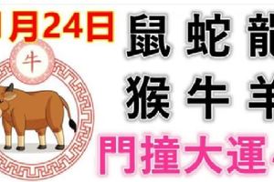 11月24日生肖運勢_鼠、蛇、龍大吉