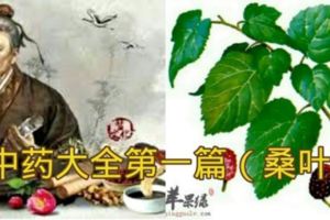 中藥大全第1篇:桑葉的功效與食用方法！