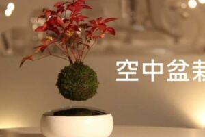 日本又發明新奇玩意「空中盆栽」