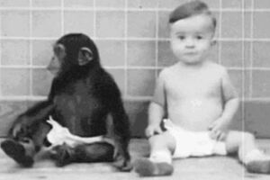 科學家將自己的小孩跟猩猩放一起生活！發現越來越不對勁，於是在第九個月時被迫終止！