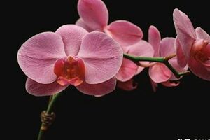 趣味測試：哪一朵蝴蝶蘭最嬌豔？測你今年什麼運氣最旺！