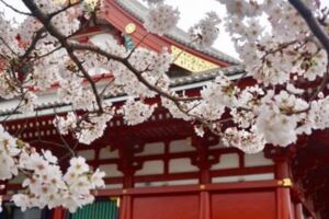 日本人賞櫻花有什麼習俗？去日本賞櫻不得不知道的傳統習俗