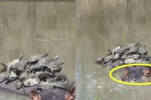 男子在河邊發現一群烏龜聚集，好奇掏出手機拍照，靠近看清後卻拔腿就跑，他看到了什麼？