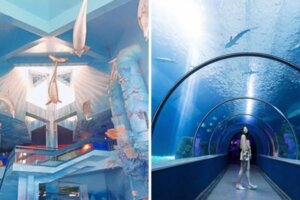 澎湖水族館重新開幕太美！　跟海龜互動、14公尺海洋隧道彷彿漫步水下