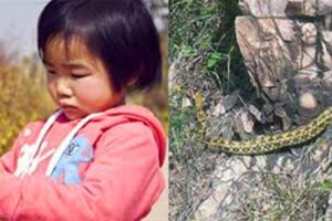 女孩撿到一條蛇，晚上蛇裹住女孩的頭，女孩醒了之後，跪下感謝蛇！