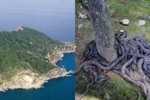 世界上毒蛇最多的小島，可融化人肉，政府下令禁止遊客前來！
