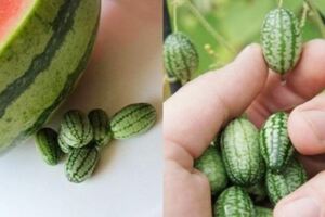長度只有3釐米，被人稱為「拇指西瓜」吃起來清脆解膩，還有對抗衰老、延年益壽功效！網友驚嘆：「造物者真神奇！」