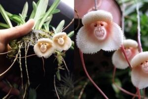 蘭花長「猴子臉」世上竟然有如此獨特又可愛的蘭花！網笑：「齊天大聖在這裡！」