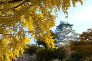 秋天是浪漫的紅葉季節，大阪賞楓秘境景點不藏私
