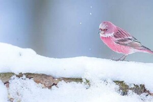 雪地綻放的薔薇！他終於拍到「日本稀有粉色鳥」　7萬網友全被迷住：「名字跟牠外表一樣夢幻」