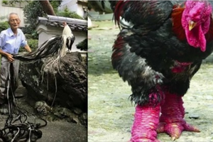 200公分高的雞，有的尾巴13m長，一隻值90萬！網友：開眼了！這雞肉能吃嗎？