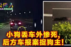 小狗丟車外慘死後方車報案捉狗主!