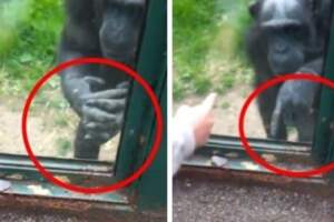 黑猩猩在玻璃內「一直比手語」遊客超困惑，專家看完很心碎！手語意思翻譯後根本一場悲劇！