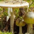 加州野生蘑菇14人中毒其中3人需肝髒移植