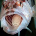 這隻超可怕的寄生蟲只要出現在「魚的嘴巴裡」，那隻魚的舌頭就會被吃掉然後…