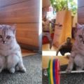 外國網友發現這隻貓咪做出匪夷所思的蹲坐姿勢後，竟然集體幫牠PS出22張更怪誕的惡搞圖！