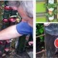 8個塑料瓶就能擁有一個立體菜園，學會了再也不用買菜！