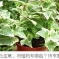 有助於「凈化空氣」的植物有哪些？快來看看！