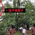 強國人逛北京植物園！遊客爬上樹狂搖「底下貪民瘋搶棗」…網友看傻：要退化成猴了(影