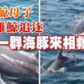 座頭鯨母子遭雄鯨追逐一群海豚來相救