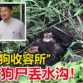 【震驚】狂犬病爆發大量狗屍丟水溝！「流浪狗收容所」工作人員:向來是如此處理狗屍體!