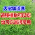 大家知道嗎這種植物可以吃也可以當掃帚用