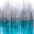 北海道青池初落雪美到不似人間　一到夜晚瞬間「變成魔幻風景」