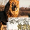 你若是獅子，何須「炫耀」？過度炫耀，其實是一種「自卑」心態！