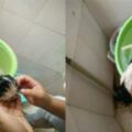 小奶狗在垃圾桶艱難生活，被女孩帶回家後，洗完澡就讓女孩後悔了