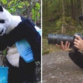 工作人員Cosplay「熊貓人」假扮同類　小熊貓竟真的相信「還乖乖做檢查」