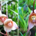 罕見氣質蘭花竟長「猴子臉」　網友笑很大：悟空你怎麼在這！